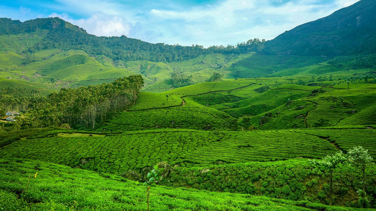 tea gardens-munnar-kerala-hero