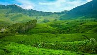 tea gardens-munnar-kerala-hero