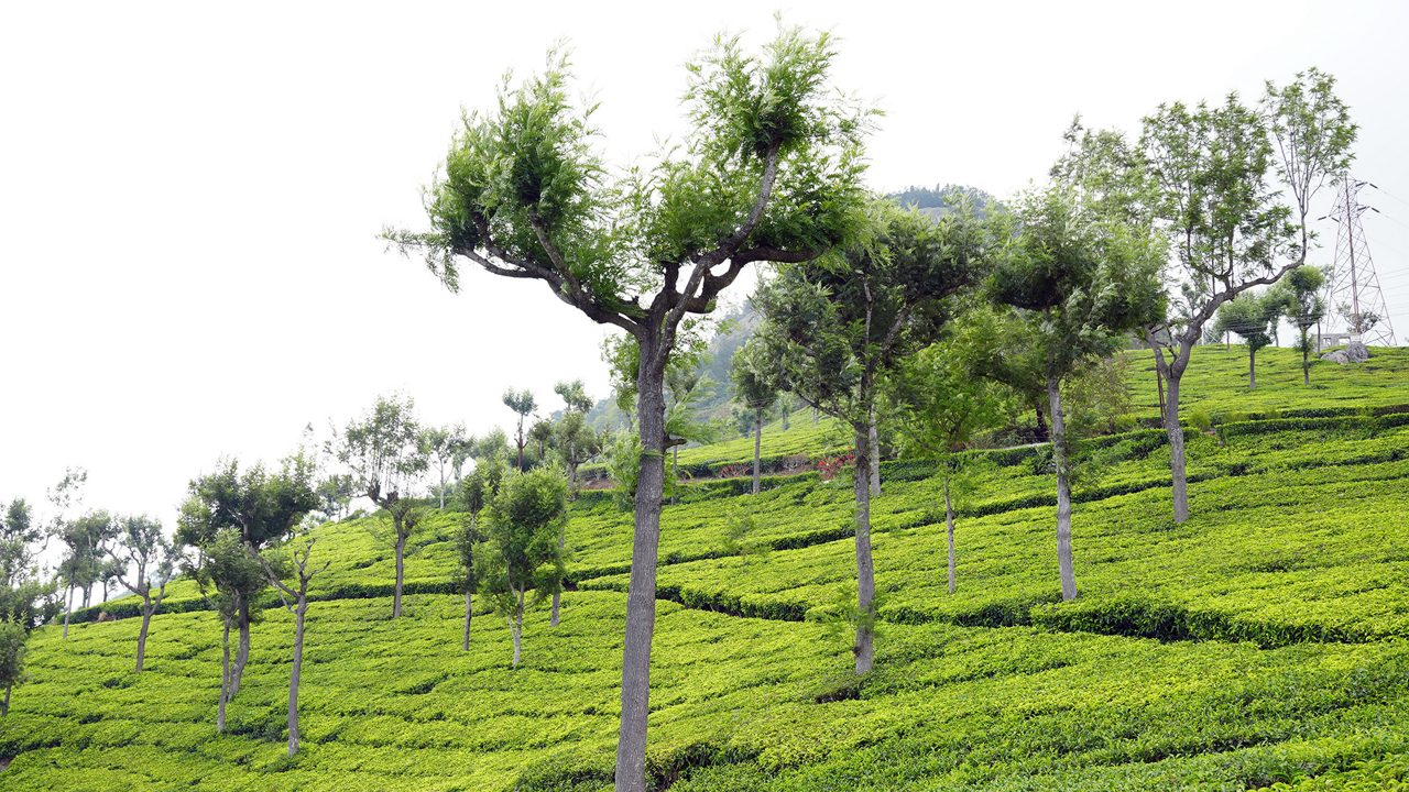 tea-factory-&-tea-museum-ooty-tamil-nadu-1-attr-hero