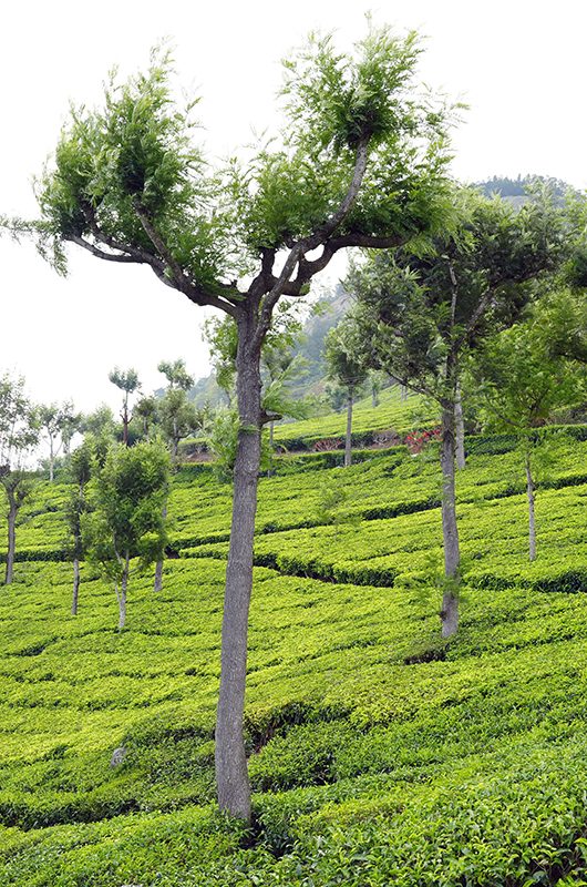 tea-factory-&-tea-museum-ooty-tamil-nadu-1-attr-nearby