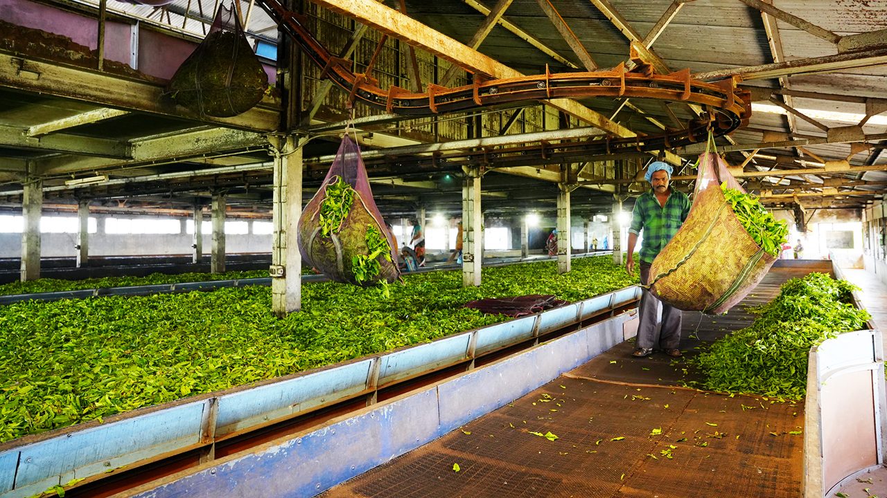 tea-factory-&-tea-museum-ooty-tamil-nadu-2-attr-hero