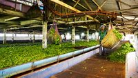tea-factory-&-tea-museum-ooty-tamil-nadu-2-attr-hero
