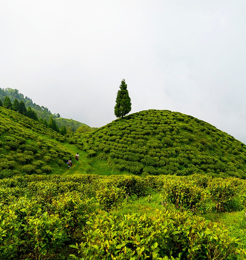 tea-garden-darjeeling-west bengal