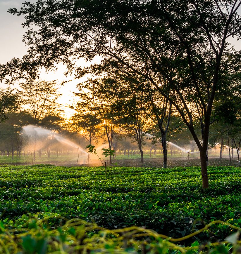 Assam tea garden in Dibrugarh.morning photographer of the garden. Green colour is so beautiful.; Shutterstock ID 547361101; purchase_order: -; job: -; client: -; other: -