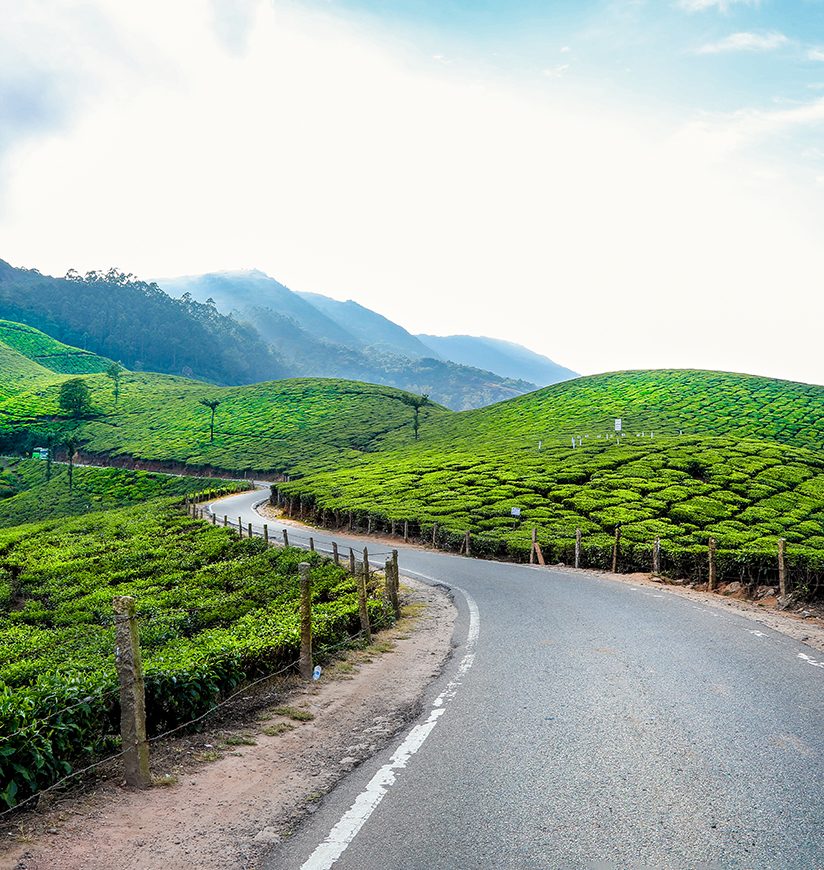 tea-gardens-munnar-kerala-city-body