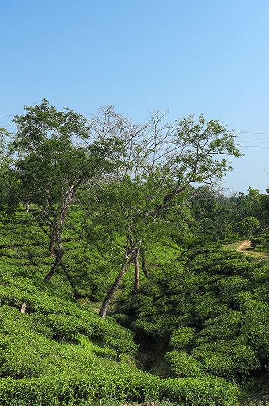 tea-gardens-silchar-assam-state-nearby.jpg