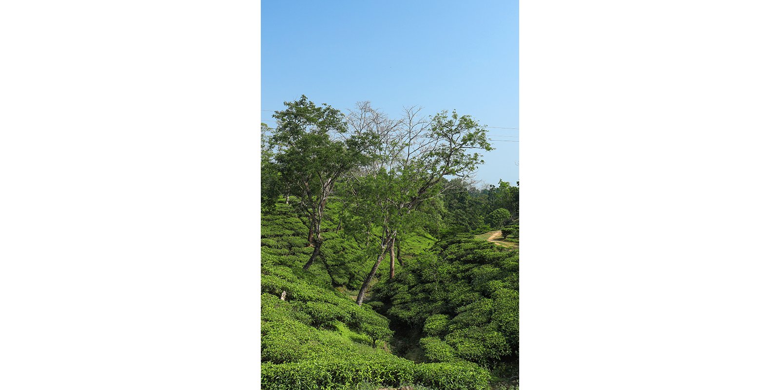 Assam