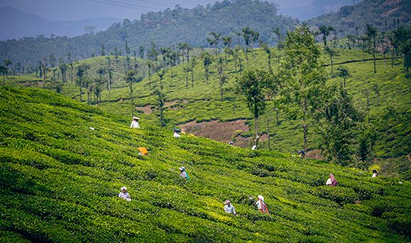 tea-plantation-rural-unique