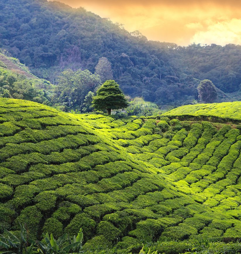 tea plantations sunset