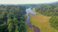 Aerial view of the forest canopy of Thattekad Bird's Sanctuary, Kerala, India