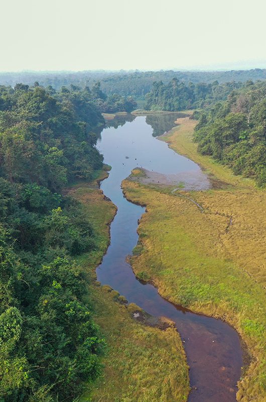 Aerial view of the forest canopy of Thattekad Bird's Sanctuary, Kerala, India