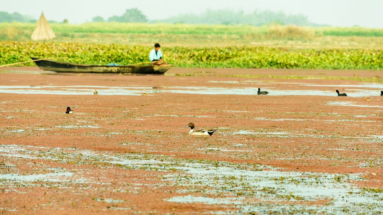 Spot billed Duck swans geese or Pati Hash(waterfowl Anatidae), a chicken size bird swimming in lake field with Flowering Water Hyacinth (Eichhornia crassipes). Thattekad Bird Sanctuary, Kerala India.