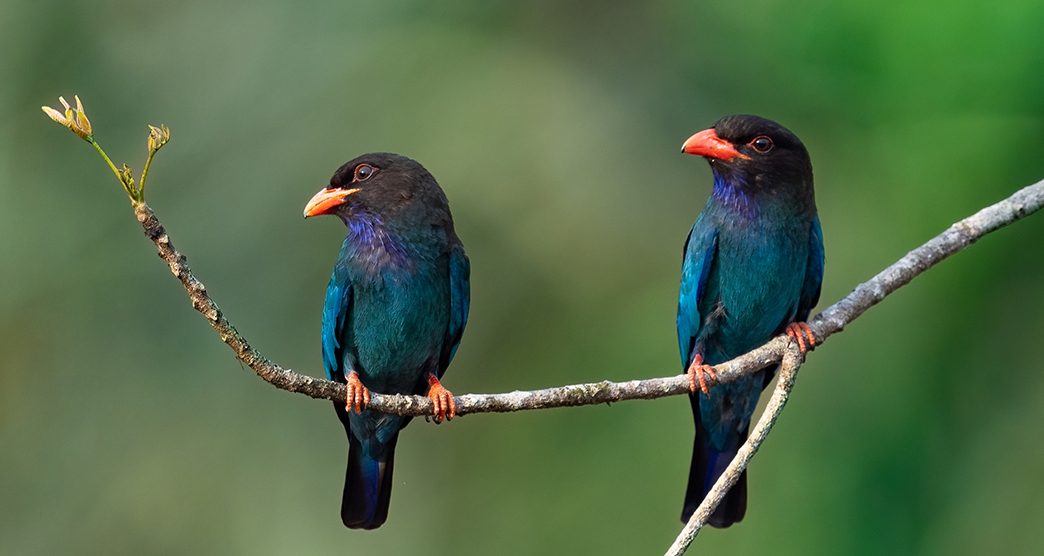 Oriental Dollarbirds from Thattekad bird sanctuary 