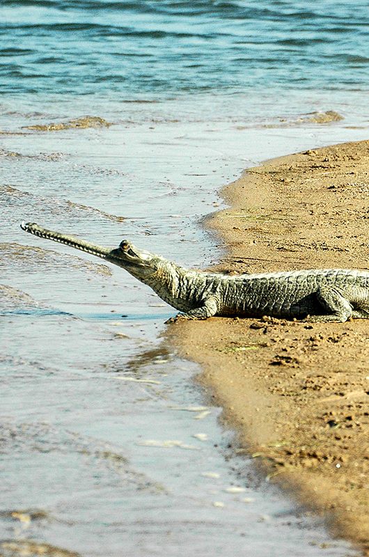 the-national-chambal-sanctuary