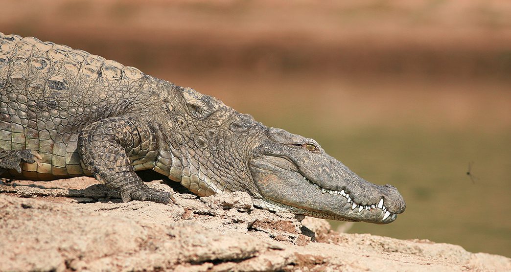 The-National-Chambal-Sanctuary