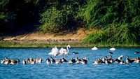 Flamingo at Thol lake bird sanctuary, Ahmedabad, Gujarat, India