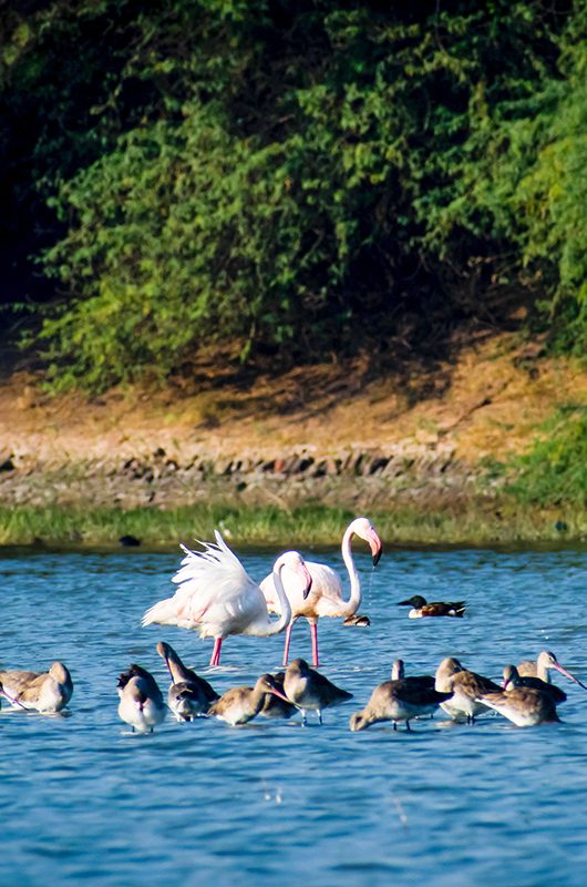 Flamingo at Thol lake bird sanctuary, Ahmedabad, Gujarat, India