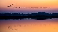 Landscape view of Thol lake at early morning before sunrise. Flying bird reflections in lake water at Thol bird sanctuary Ahmadabad Gujarat India 