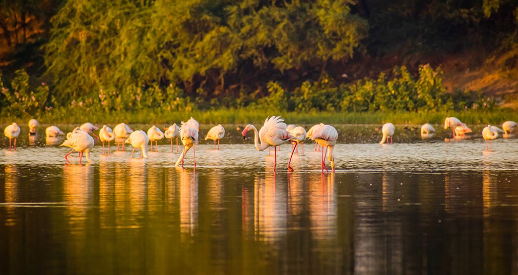 Flamingo at Thol lake bird sanctuary, Ahmadabad, Gujarat, India