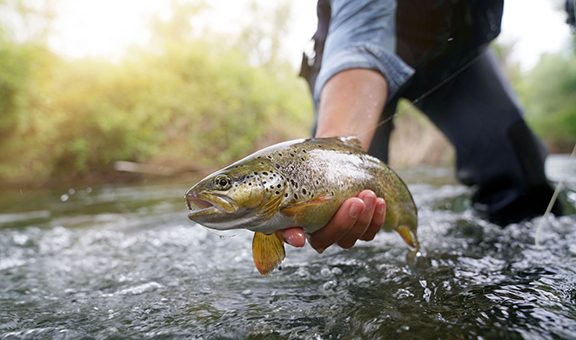 catching a brown trout in the river