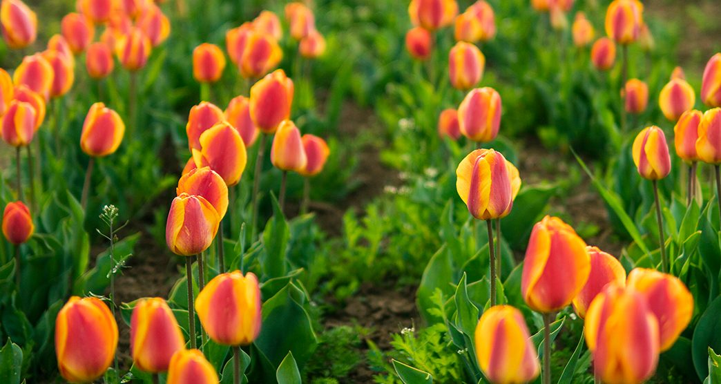 tulip-garden-patnitop-attr-about