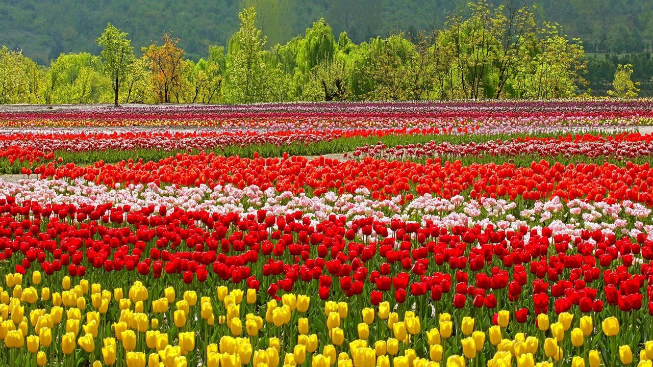 tulip-garden-patnitop-attr-hero-1