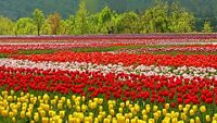 tulip-garden-patnitop-attr-hero-1