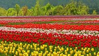 tulip-garden-patnitop-attr-hero-1