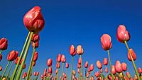 tulip-garden-patnitop-attr-hero-2