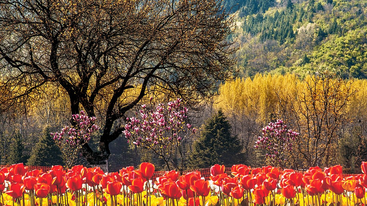 tulip-garden-patnitop-attr-hero-3