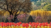 tulip-garden-patnitop-attr-hero-3