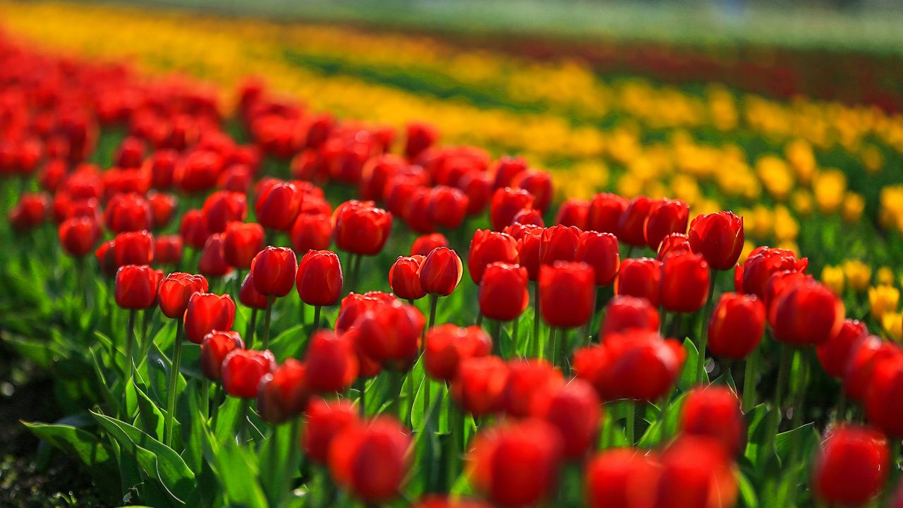 tulip-garden-patnitop-attr-hero-4