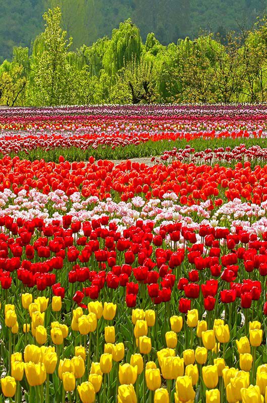 tulip-garden