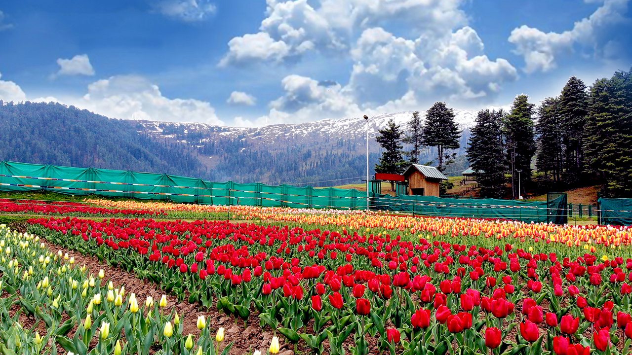 tulip-garden-patnitop-jammu-and-kashmir-hero