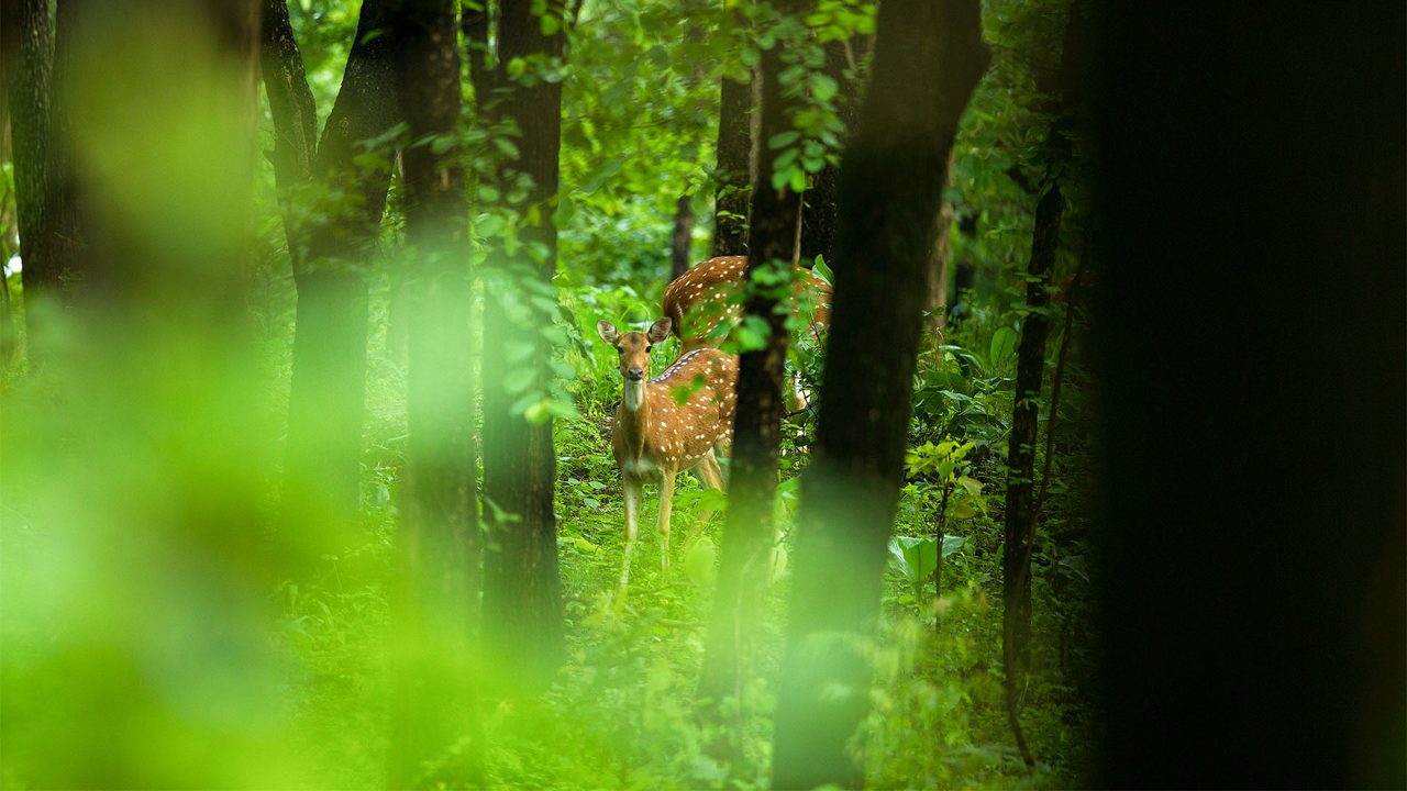 udanti-sanctuary-raipur-chhattisgarh-2-attr-hero