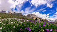 blooming valley ,This is  Chakratirth valley on a cloudy evening , en route satopanth Swargarohini trek.uttarakhand india.