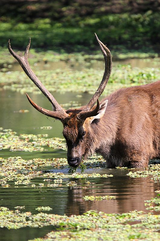 van-vihar-national-park