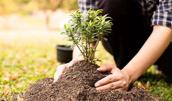 Closeup of hands planting trees on World Environment Day with sunset light, symbolizing the collective commitment and hope for a greener future.