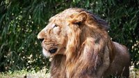 A majestic lion resting on a sunny afternoon in the Vasona Lion Sanctuary of Silvassa, Dadra and Nagar Haveli, India