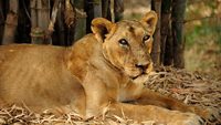 vasona-lion-safari-park-daman-2-attr-hero