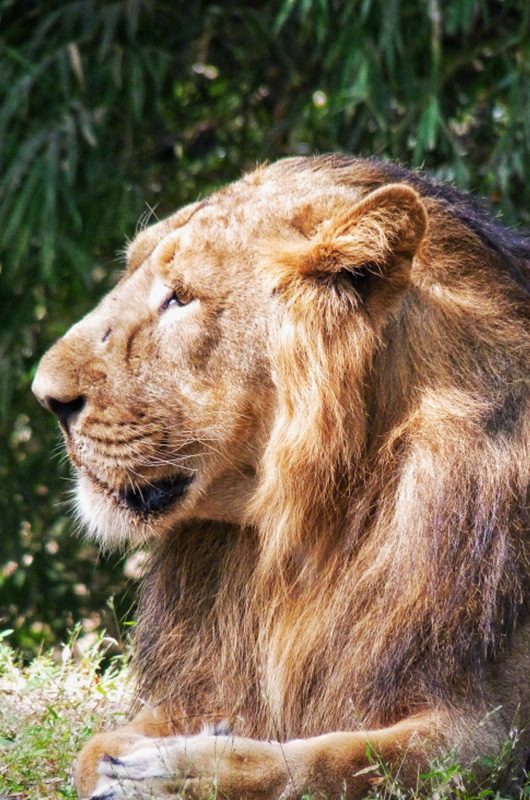 vasona-lion-safari-park-daman-daman-and-diu-1-attr-nearby