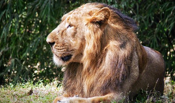 vasona-lion-safari-park-daman-daman-and-diu-1-attr-popular