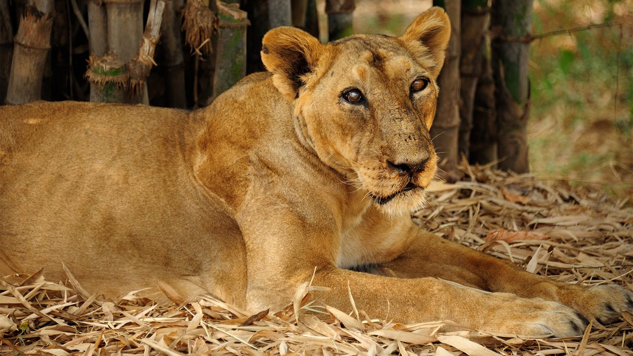 vasona-lion-safari-park-silvassa-tri-hero