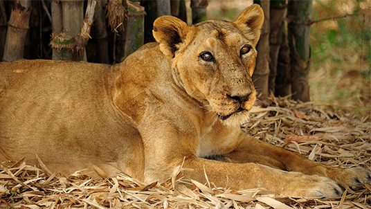 vasona-lion-safari-park-silvassa-tri-side