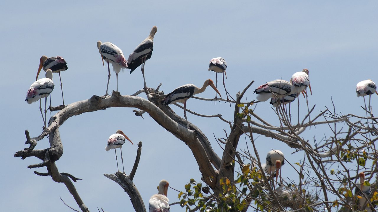 veerapuram-bird-sanctuary-anantapur-ap-1-attr-hero
