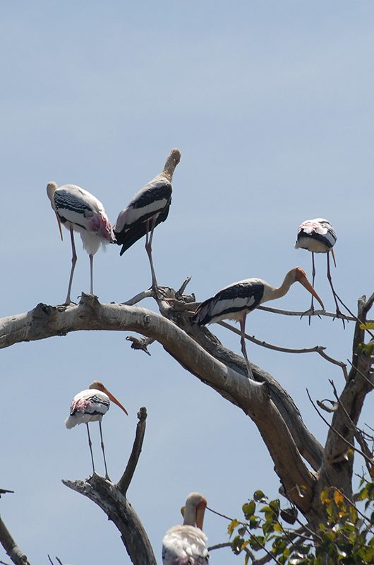 veerapuram-bird-sanctuary