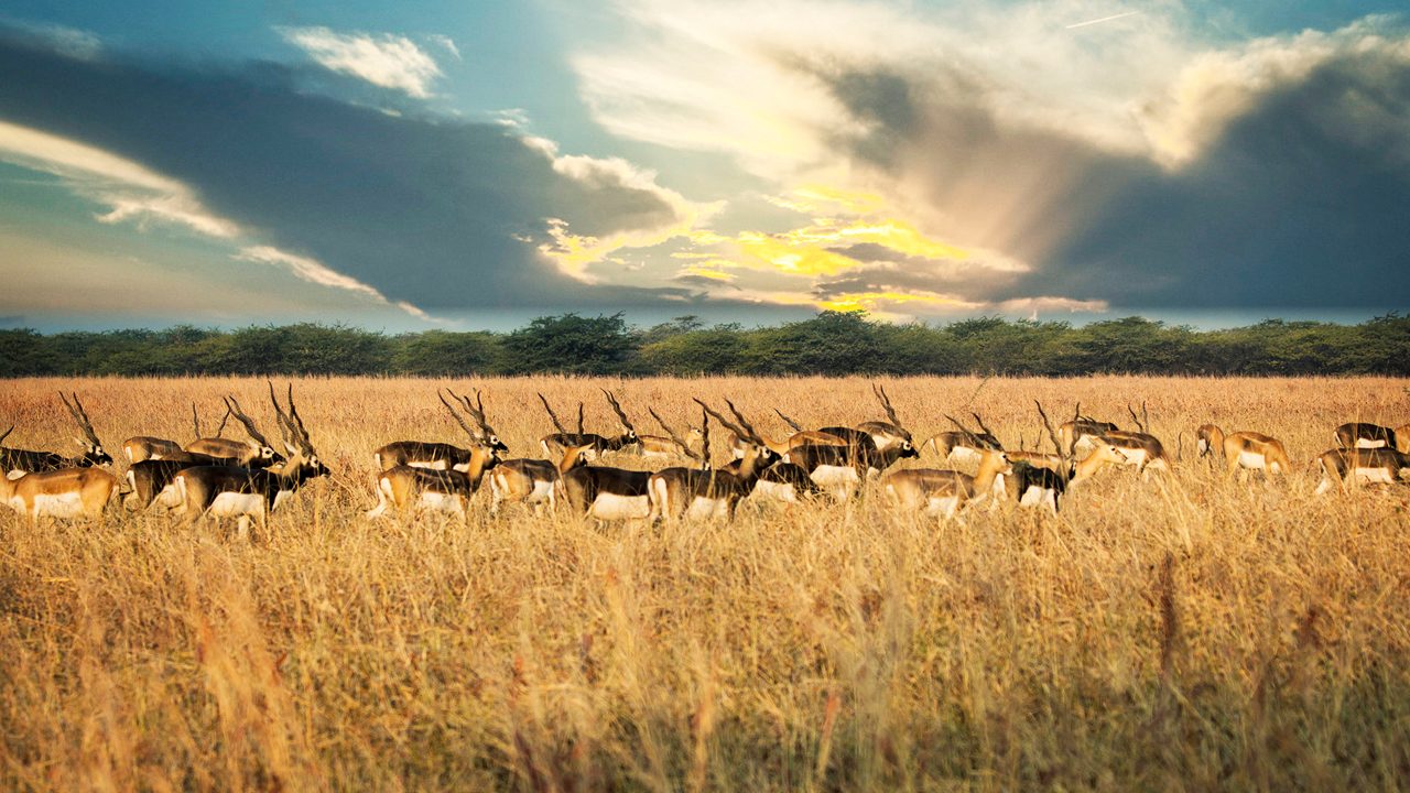 velavadar-blackbuck-national-park-ahmedabad-gujarat-1-attr-hero