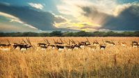 velavadar-blackbuck-national-park-ahmedabad-gujarat-1-attr-hero