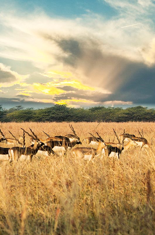 velavadar-blackbuck-national-park-ahmedabad-gujarat-1-attr-nearby