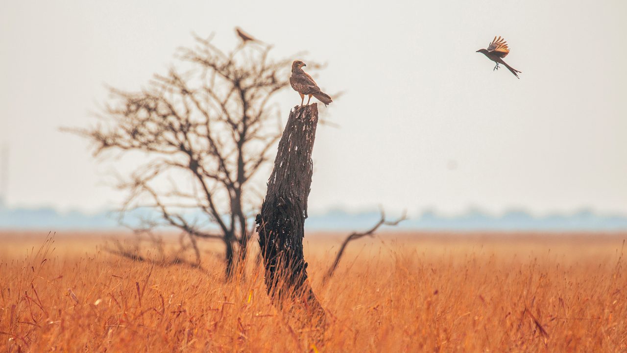 velavadar-blackbuck-national-park-ahmedabad-gujarat